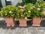 NIEUWE kunststof bloembak plantenbak compleet met Hortensia, Ophalen, Kunststof, Minder dan 60 cm, Vierkant