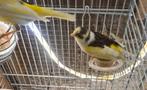 Koppel kanarie, Dieren en Toebehoren, Vogels | Kanaries, Meerdere dieren, Kleurkanarie