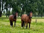 Vriendelijke volwassen (18+) en gevorderde bijrijder gezocht, Dieren en Toebehoren, Paarden en Pony's | Overige Paardenspullen