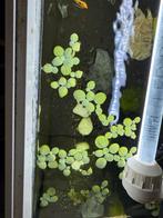 Mooie drijfplantjes 10 stekjes voor 2,-, Dieren en Toebehoren, Vissen | Aquaria en Toebehoren, Ophalen of Verzenden, Zo goed als nieuw