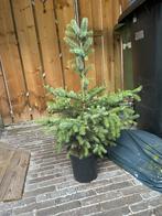 Kerstboompje in pot, Tuin en Terras, Planten | Bomen, Ophalen, In pot, Minder dan 100 cm