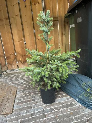 Kerstboompje in pot beschikbaar voor biedingen