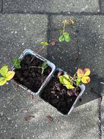 Bosaardbei plantjes te ruil, Tuin en Terras, Planten | Tuinplanten, Ophalen, Volle zon, Vaste plant, Fruitplanten