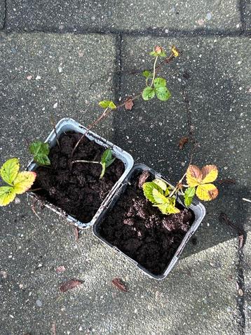 Bosaardbei plantjes te ruil beschikbaar voor biedingen