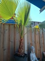 Mexicaanse waaier palm, Ophalen, Zo goed als nieuw