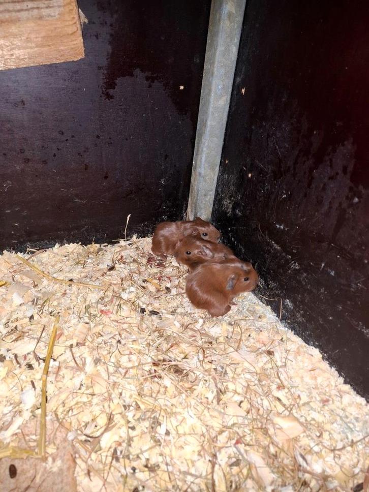 Jonge rode california cavia's, Dieren en Toebehoren, Knaagdieren, Meerdere dieren, Cavia, Januari, Tam