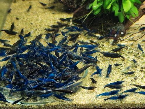 Blue Dream Blauwe Neocaridina Garnalen, Dieren en Toebehoren, Vissen | Aquariumvissen, Zoetwatervis, Kreeft, Krab of Garnaal, Schoolvis