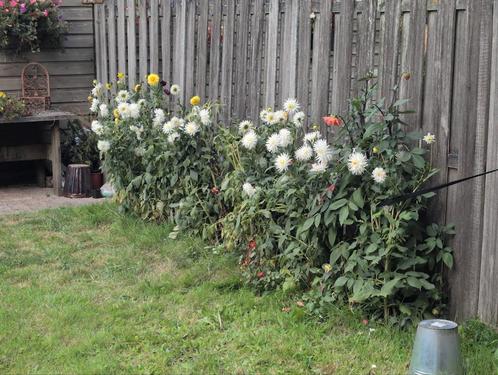 Mooie sterke witte Dahliabollen te ruil., Tuin en Terras, Bloembollen en Zaden, Knol, Voorjaar, Volle zon, Ophalen of Verzenden