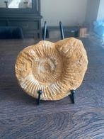 MEGA! Zeer grote ammoniet fossiel, Verzamelen, Ophalen of Verzenden, Fossiel
