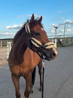 Lieve 9 jarige allround ruin, Dieren en Toebehoren, Paarden, B, Gechipt, Ruin, 7 tot 10 jaar