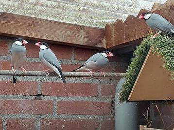 Rijstvogels 3 stuks: 1 pop en 2 mannen beschikbaar voor biedingen