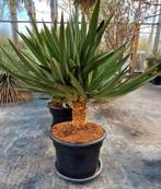 Stekken vd grote Spaanse Yucca, Ophalen, Zomer, Overige soorten, Volle zon