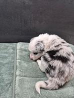 Mooie blue merle pups border colli reu, België, Particulier, 8 tot 15 weken, Collie