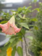 Trompetplant - roze, Ophalen of Verzenden, Zomer, Overige soorten, Volle zon