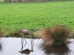 Rieten eenden broedkooi korf, Dieren en Toebehoren, Overige Dieren-accessoires, Zo goed als nieuw, Ophalen