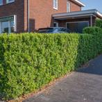 Japanse hulst (Ilex crenata Green Hedge) buxus vervanger, Tuin en Terras, Planten | Struiken en Hagen, Haag, Minder dan 100 cm