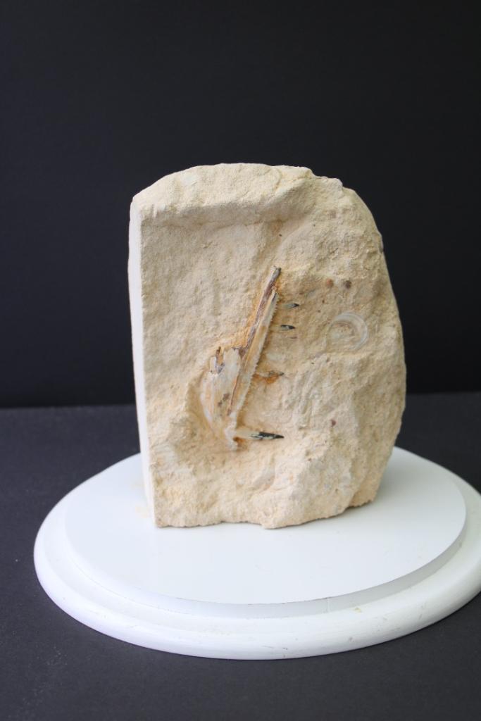 Enchodus kaak Boven-Krijt, Verzamelen, Mineralen en Fossielen, Fossiel, Ophalen of Verzenden