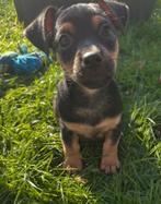 Jack russel pup, Jack Russell Terriër, CDV (hondenziekte), 8 tot 15 weken, Meerdere