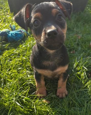 Jack russel pup beschikbaar voor biedingen