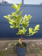 Citrus Medica Cedro -Sukadeboom/Cederappel/Reuzencitroen H95, Ophalen, Minder dan 100 cm, Volle zon, Citroenboom
