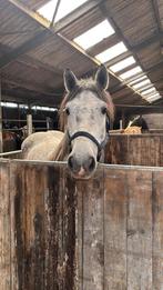 Stalling beschikbaar in De Wijk – Dé plek voor jouw pony!, Weidegang, 1 paard of pony