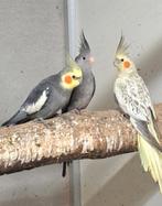 Koppel valkparkieten, Dieren en Toebehoren, Vogels | Parkieten en Papegaaien, Meerdere dieren, Parkiet