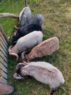 Ouessant  rammen diverse kleuren, Dieren en Toebehoren, Mannelijk, Schaap