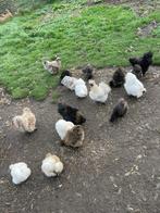 EU  ZIJDEHOEN, silkie broedeieren., Dieren en Toebehoren, Geslacht onbekend, Kip