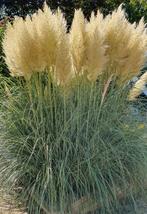Pampas pluimen, Tuin en Terras, Planten | Tuinplanten, Ophalen of Verzenden, Overige soorten, Volle zon