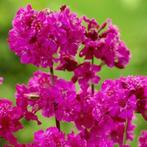 Lychnis Viscaria Splendens Pekanjer, Ophalen, Bodembedekkers, Volle zon, Vaste plant
