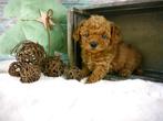 Exclusieve Mini Maltipoo Pups (toy poedel), Poedel, 8 tot 15 weken, CDV (hondenziekte), Meerdere
