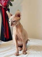 Sphynx Kitten, Poes