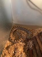 0.1 Haakneus slang (vrouw), Dieren en Toebehoren, Slang, 0 tot 2 jaar