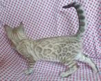 Sneeuwbengaal poes met fokrecht en stamboom draagt charcoal, Dieren en Toebehoren, Katten en Kittens | Raskatten | Korthaar, Poes