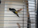 Zwarte sijsen, Dieren en Toebehoren, Mannelijk, Tropenvogel, Geringd