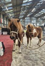 Vosbont shetlander hengstveulen, Dieren en Toebehoren, Stalling en Weidegang