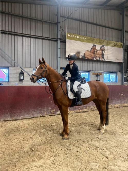 Bijrijder/verzorger aangeboden, bijrijd/verzorg pony gezocht, Dieren en Toebehoren, Paarden en Pony's | Verzorgingsproducten, Nieuw