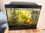 Aquarium 16 liter compleet, Dieren en Toebehoren, Vissen | Aquaria en Toebehoren, Ophalen, Zo goed als nieuw, Gevuld zoetwateraquarium