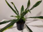Dracena, Ophalen, Overige soorten, Halfschaduw, Minder dan 100 cm