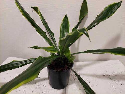 Dracena, Huis en Inrichting, Kamerplanten, Overige soorten, Minder dan 100 cm, Halfschaduw, Ophalen