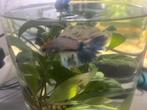 Blauwe betta man, Dieren en Toebehoren, Vissen | Aquariumvissen, Vis