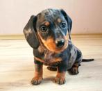 Dwergteckel pup merle, 15 weken tot 1 jaar, Korthaar, Teef, Dwerg