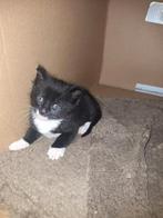 Lieve knuffelige kitten (katertje), Dieren en Toebehoren, Katten en Kittens | Overige Katten, Kater, Kortharig, 0 tot 2 jaar