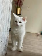 Ragdoll x noorse boskat, Dieren en Toebehoren, Kater, Gechipt