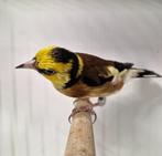1 major putter geel maan van 22, Dieren en Toebehoren, Vogels | Overige Vogels, Mannelijk, Wildzangvogel, Geringd
