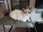 Lieve aanhankelijk Ragdoll kitten Maya zoekt gouden mandje!, Dieren en Toebehoren, Katten en Kittens | Raskatten | Langhaar, Poes