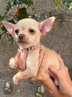 Raszuivere Chihuahua pups  🐶 nog 1 teefje 😍, Dieren en Toebehoren, CDV (hondenziekte), 8 tot 15 weken, Meerdere, Meerdere dieren