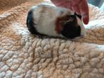Cavia's van Kinderboerderij., Meerdere dieren, Cavia