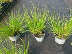 lampenpoetser/gras/pennisetum zware planten ,  nu 2,30 op=op, Ophalen, Struik, Minder dan 100 cm