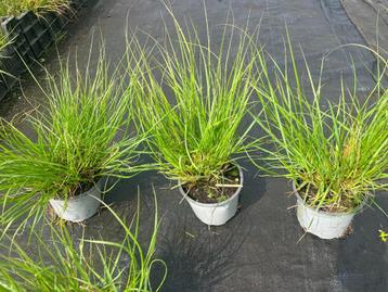 lampenpoetser/gras/pennisetum zware planten ,  nu 2,30 op=op beschikbaar voor biedingen